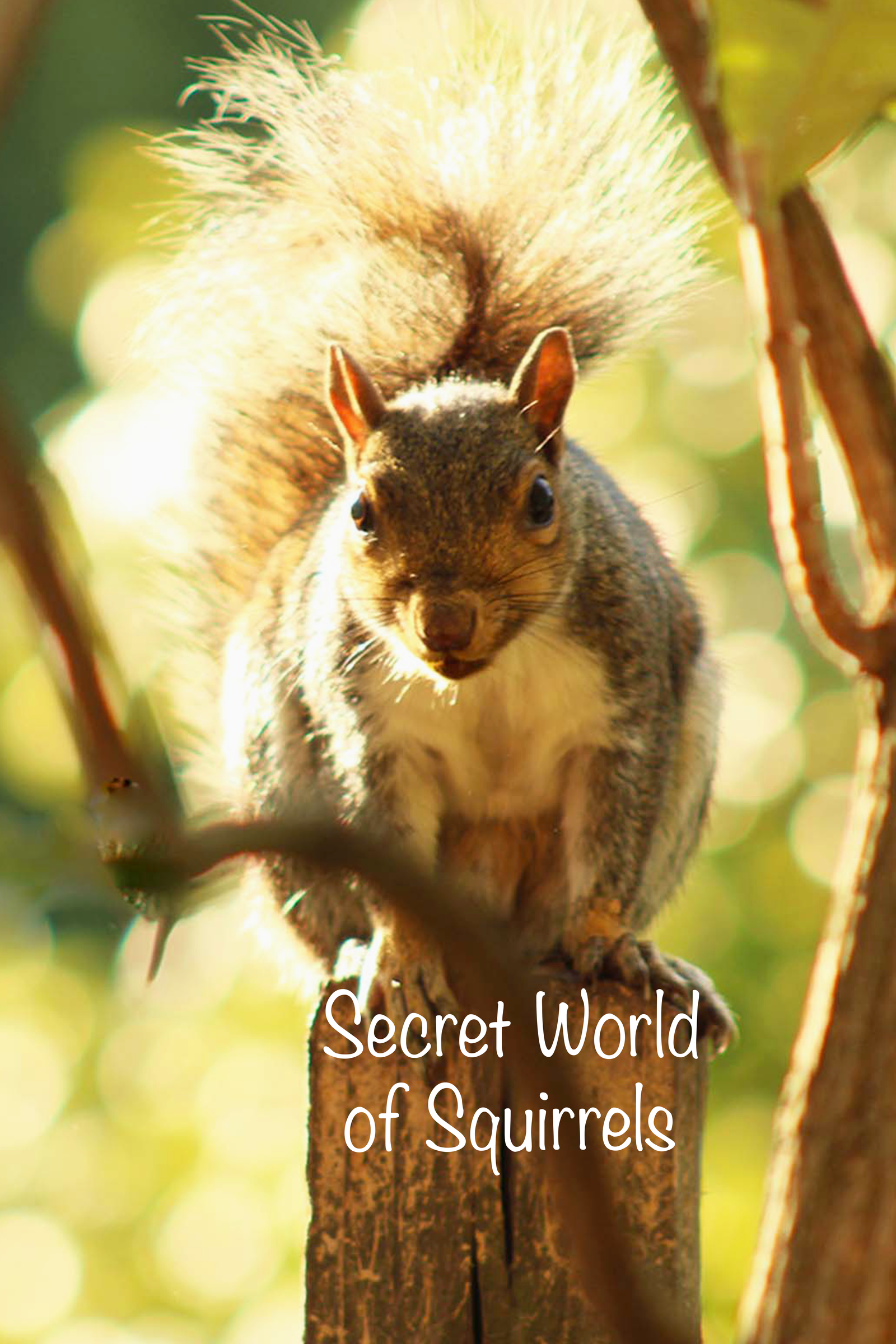 Poster for Secret world of squirrels ultrashort, a 2023 Drama short film, directed by Lorraine Wales, on The Short Film Show